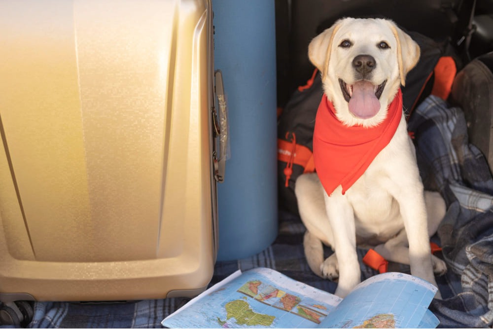 Cachorro com lenço vermelho sentado ao lado de mala de viagem